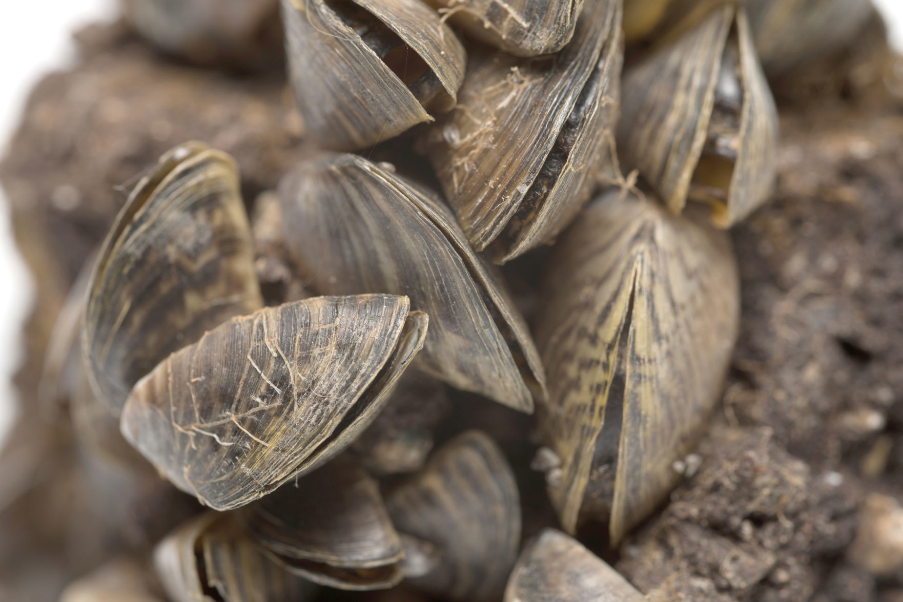 Zebra mussels